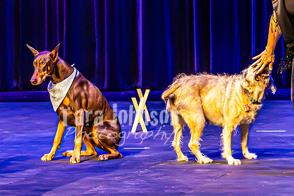 2026 Mutts in Motion - Rehearsal 4 - TJP (12 of 35)