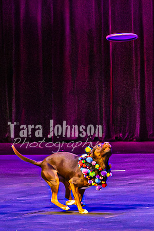2026 Mutts in Motion - Rehearsal 5 - TJP (5 of 53)