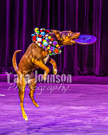 2026 Mutts in Motion - Rehearsal 5 - TJP (9 of 53)