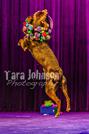 2026 Mutts in Motion - Rehearsal 5 - TJP (18 of 53)
