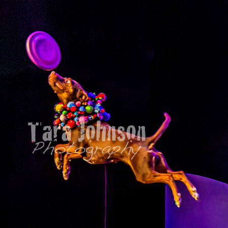 2026 Mutts in Motion - Rehearsal 5 - TJP (17 of 53)