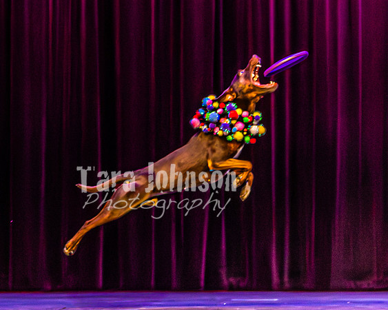 2026 Mutts in Motion - Rehearsal 5 - TJP (28 of 53)