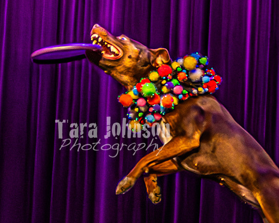 2026 Mutts in Motion - Rehearsal 5 - TJP (30 of 53)