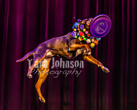 2026 Mutts in Motion - Rehearsal 5 - TJP (31 of 53)