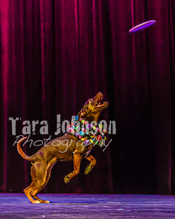 2026 Mutts in Motion - Rehearsal 5 - TJP (27 of 53)