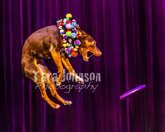2026 Mutts in Motion - Rehearsal 5 - TJP (33 of 53)