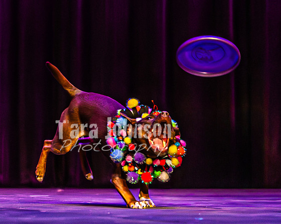 2026 Mutts in Motion - Rehearsal 5 - TJP (34 of 53)
