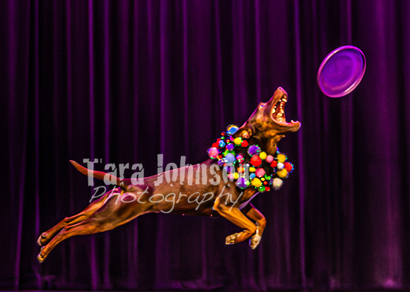 2026 Mutts in Motion - Rehearsal 5 - TJP (43 of 53)