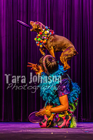 2026 Mutts in Motion - Rehearsal 5 - TJP (45 of 53)