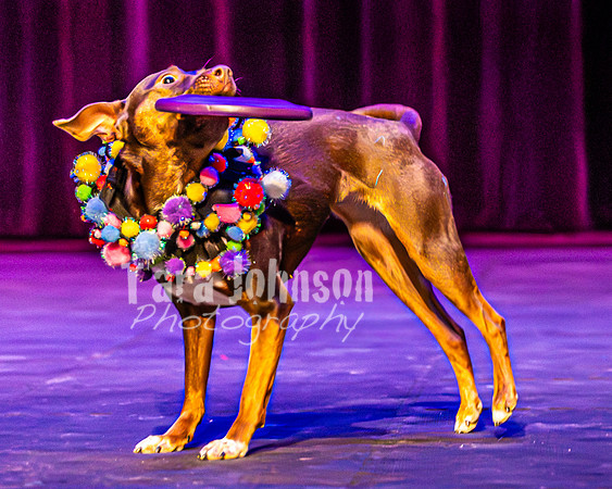 2026 Mutts in Motion - Rehearsal 5 - TJP (49 of 53)