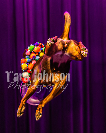 2026 Mutts in Motion - Rehearsal 5 - TJP (51 of 53)