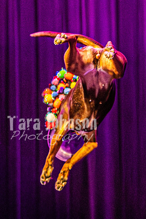 2026 Mutts in Motion - Rehearsal 5 - TJP (52 of 53)
