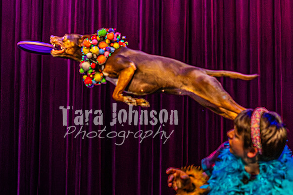 2026 Mutts in Motion - Rehearsal 5 - TJP (53 of 53)