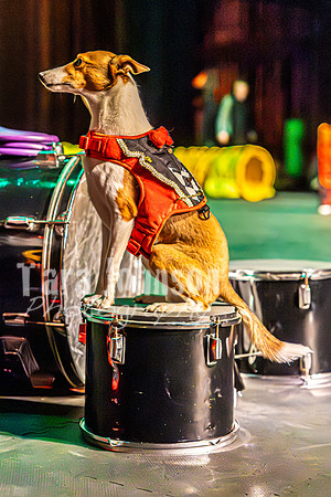 2026 Mutts in Motion - Rehearsal 8 - TJP (3 of 70)