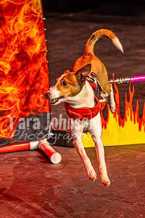 2026 Mutts in Motion - Rehearsal 8 - TJP (9 of 70)