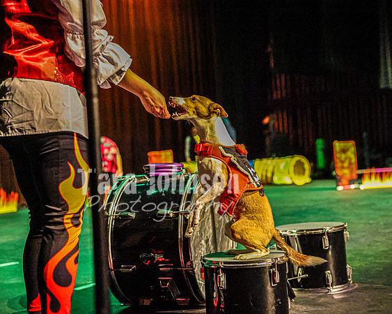 2026 Mutts in Motion - Rehearsal 8 - TJP (2 of 70)