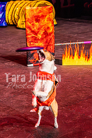 2026 Mutts in Motion - Rehearsal 8 - TJP (10 of 70)