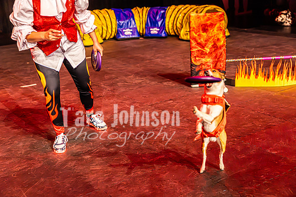 2026 Mutts in Motion - Rehearsal 8 - TJP (11 of 70)