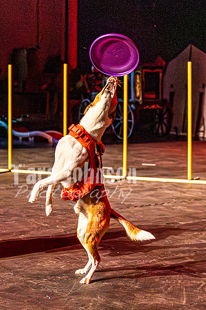 2026 Mutts in Motion - Rehearsal 8 - TJP (23 of 70)