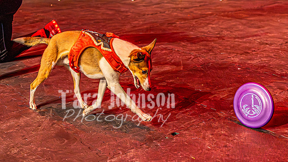 2026 Mutts in Motion - Rehearsal 8 - TJP (22 of 70)