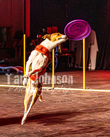 2026 Mutts in Motion - Rehearsal 8 - TJP (24 of 70)