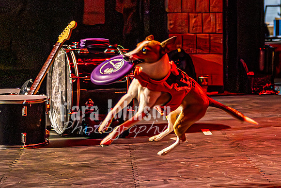 2026 Mutts in Motion - Rehearsal 8 - TJP (25 of 70)