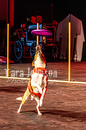 2026 Mutts in Motion - Rehearsal 8 - TJP (26 of 70)