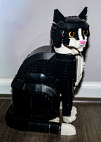 Arik Kildal & his Feline Friends - TJP (6 of 33)