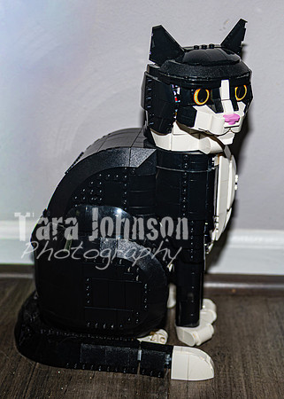 Arik Kildal & his Feline Friends - TJP (6 of 33)