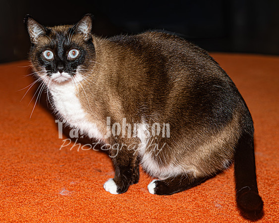 Arik Kildal & his Feline Friends - TJP (3 of 33)