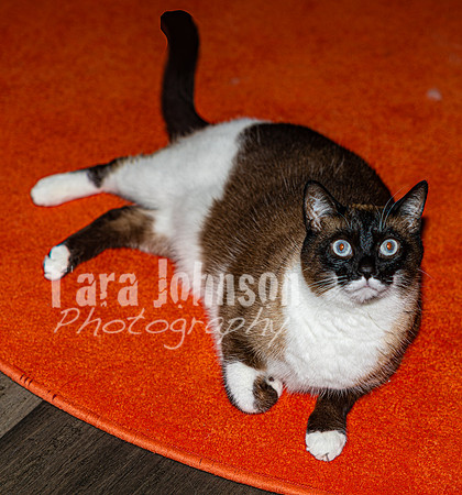 Arik Kildal & his Feline Friends - TJP (7 of 33)