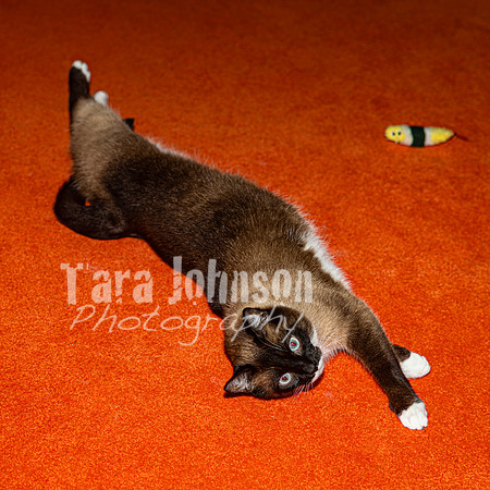 Arik Kildal & his Feline Friends - TJP (9 of 33)