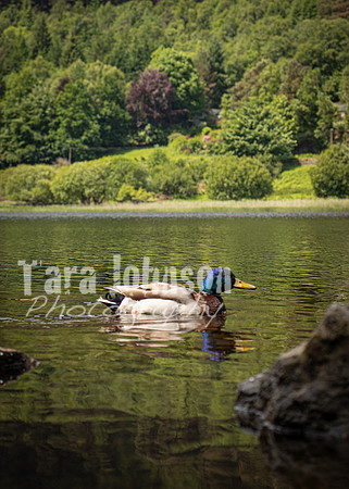 Glendalough Field Trip (61 of 117)