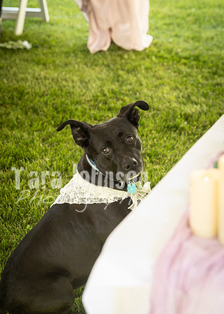 D & K Bailey Wedding 2026_Full (89 of 115)