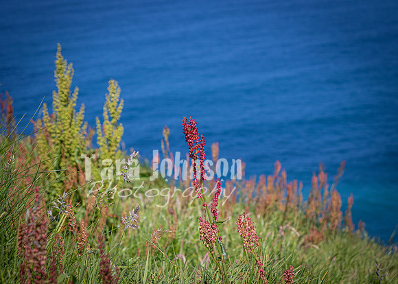 Cliffs of Moher Trip (66 of 96)