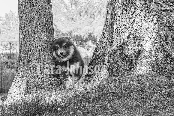 Bryde Family & Finish Lapphund Pups - BW - TJP (58 of 60)