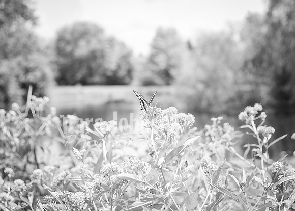 Andy & Stacy C Wedding 26 - Full Collection B&W (40 of 202)