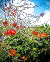 SAHT - Japanese Memorial in Saipan - TJP (18 of 30)