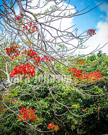 SAHT - Japanese Memorial in Saipan - TJP (18 of 30)