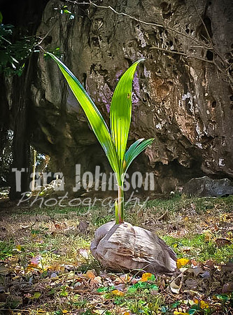 SAHT - Japanese Memorial in Saipan - TJP (25 of 30)