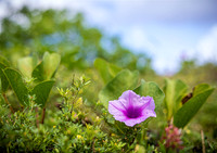 SAHT - Asan Beach in Guam - TJP (19 of 83)