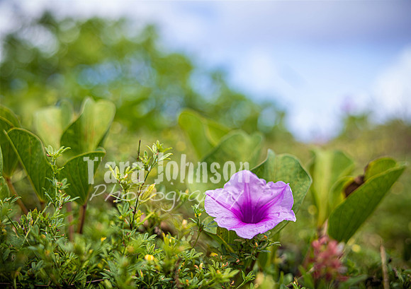 SAHT - Asan Beach in Guam - TJP (19 of 83)