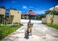 SAHT - Resorts - TJP (18 of 81)