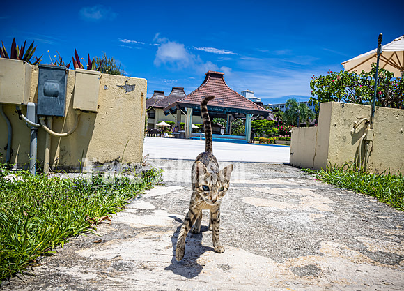 SAHT - Resorts - TJP (18 of 81)