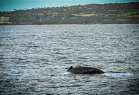 2023 Maui - Whale Watching Dinner Cruise - TJP (5 of 28)