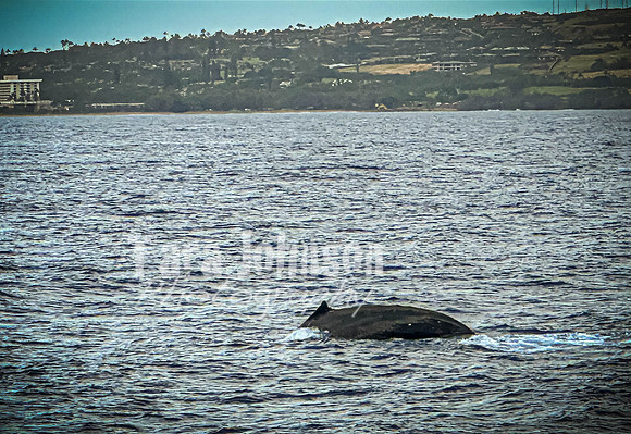 2023 Maui - Whale Watching Dinner Cruise - TJP (5 of 28)