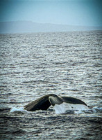 2023 Maui - Whale Watching Dinner Cruise - TJP (6 of 28)