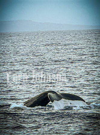 2023 Maui - Whale Watching Dinner Cruise - TJP (6 of 28)