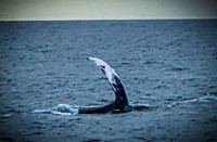 2023 Maui - Whale Watching Dinner Cruise - TJP (7 of 28)