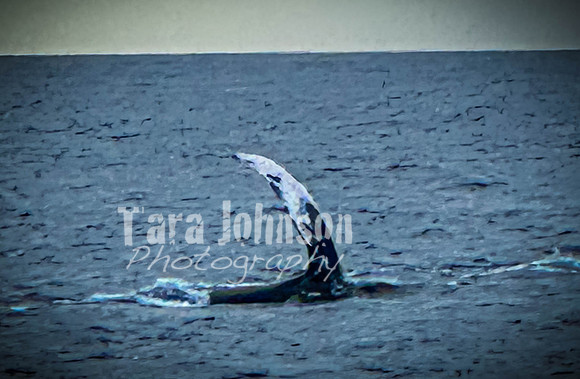 2023 Maui - Whale Watching Dinner Cruise - TJP (7 of 28)